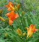 Preview: Hemerocallis 'Mauna Loa' | Taglilie